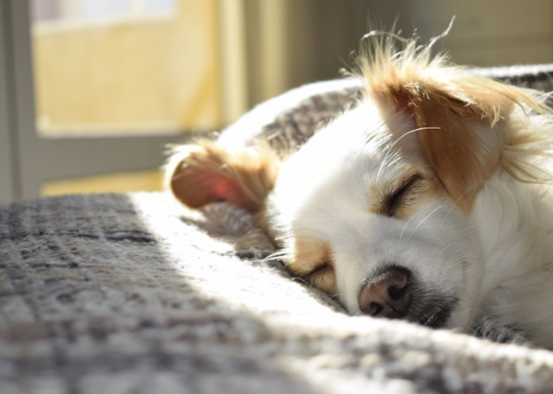 drying dog bed